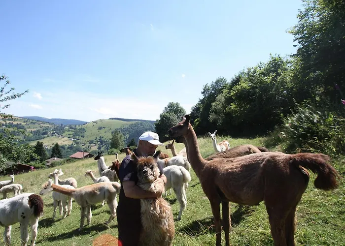 Hébergement de vacances Familial à La Bresse, Proche Randonnées, Wifi, Animaux Admis - Fr-1-589-425 La Bresse